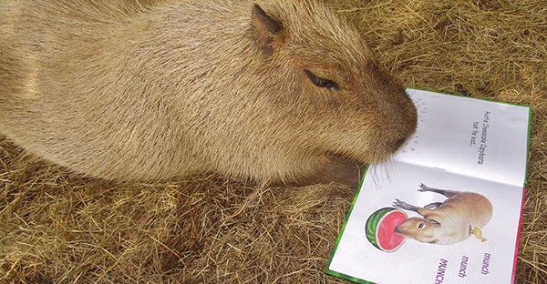 literacy, language translation, capybara