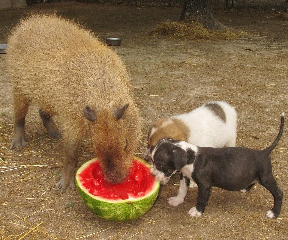 capybaras eat together with dogs